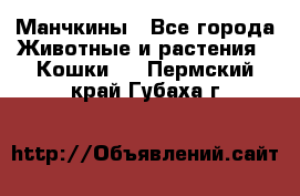 Манчкины - Все города Животные и растения » Кошки   . Пермский край,Губаха г.